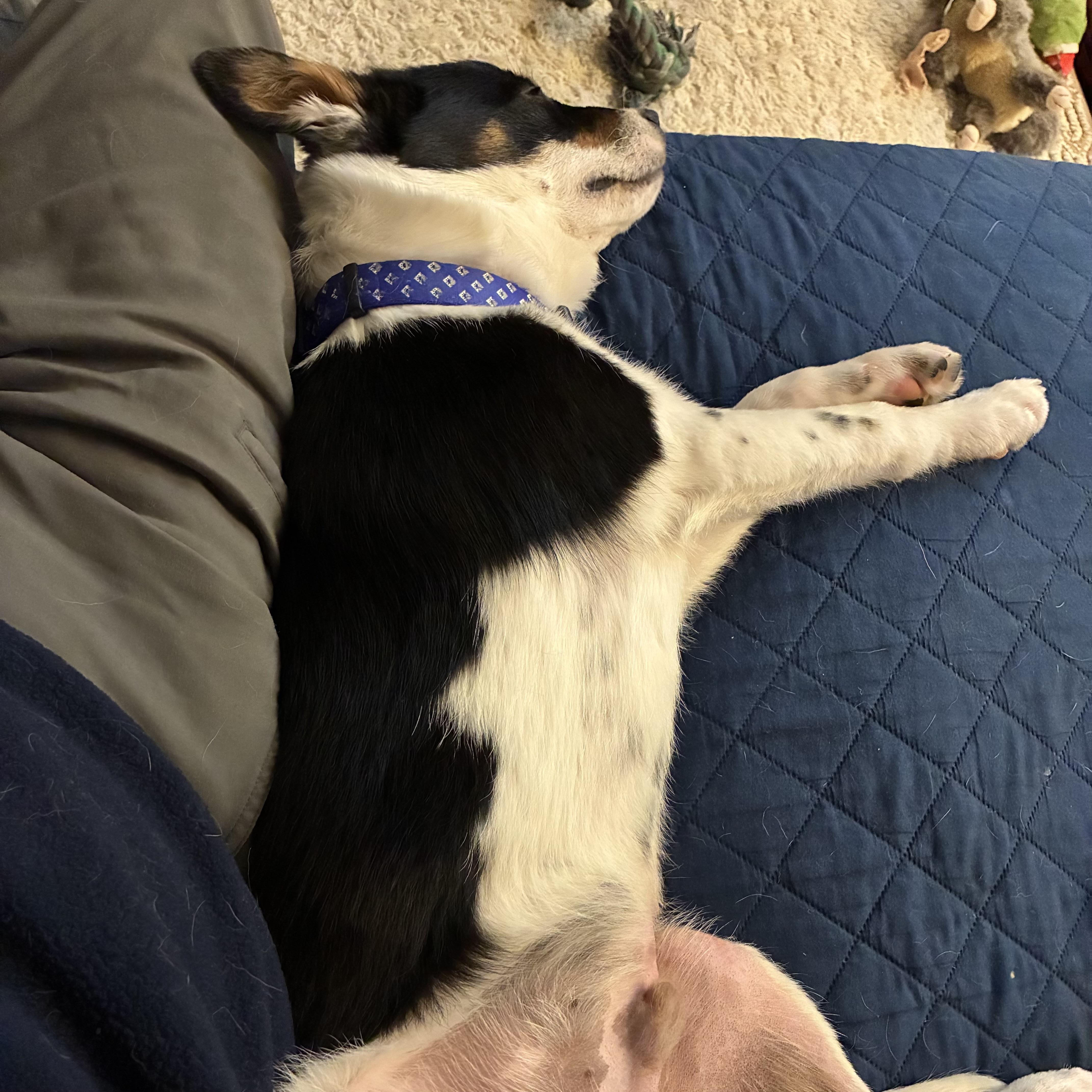 Enlarge Teddy, a ADOPTABLE mixed breed in Prior Lake, MN image 6/6