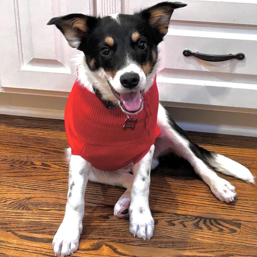 Enlarge Teddy, a ADOPTABLE mixed breed in Prior Lake, MN image 2/6