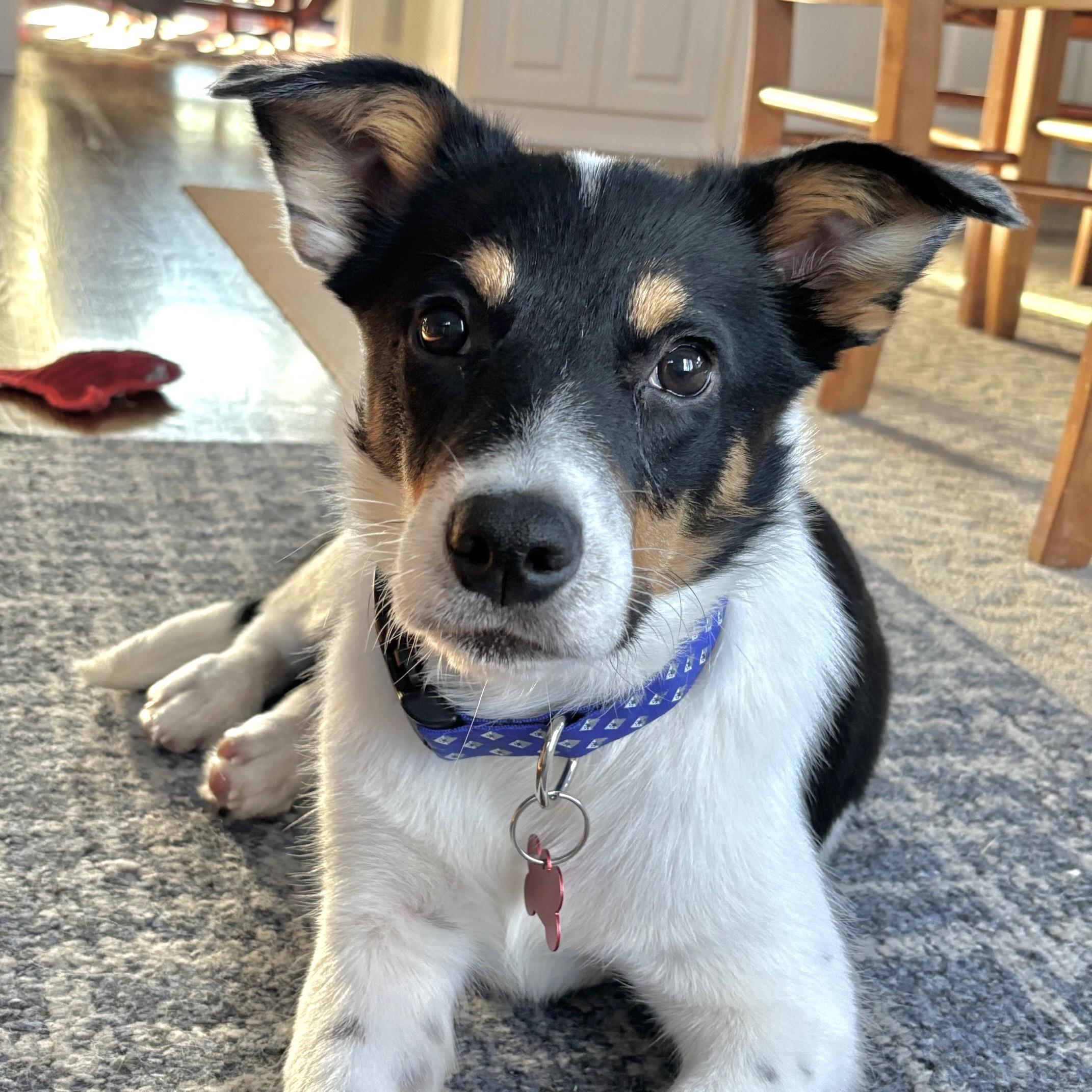 Teddy, ADOPTABLE, Puppy Male Corgi & Mixed Breed.