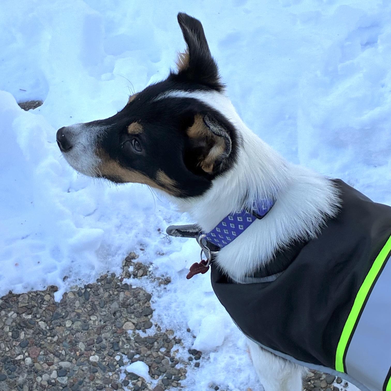 Enlarge Teddy, a ADOPTABLE mixed breed in Prior Lake, MN image 4/6