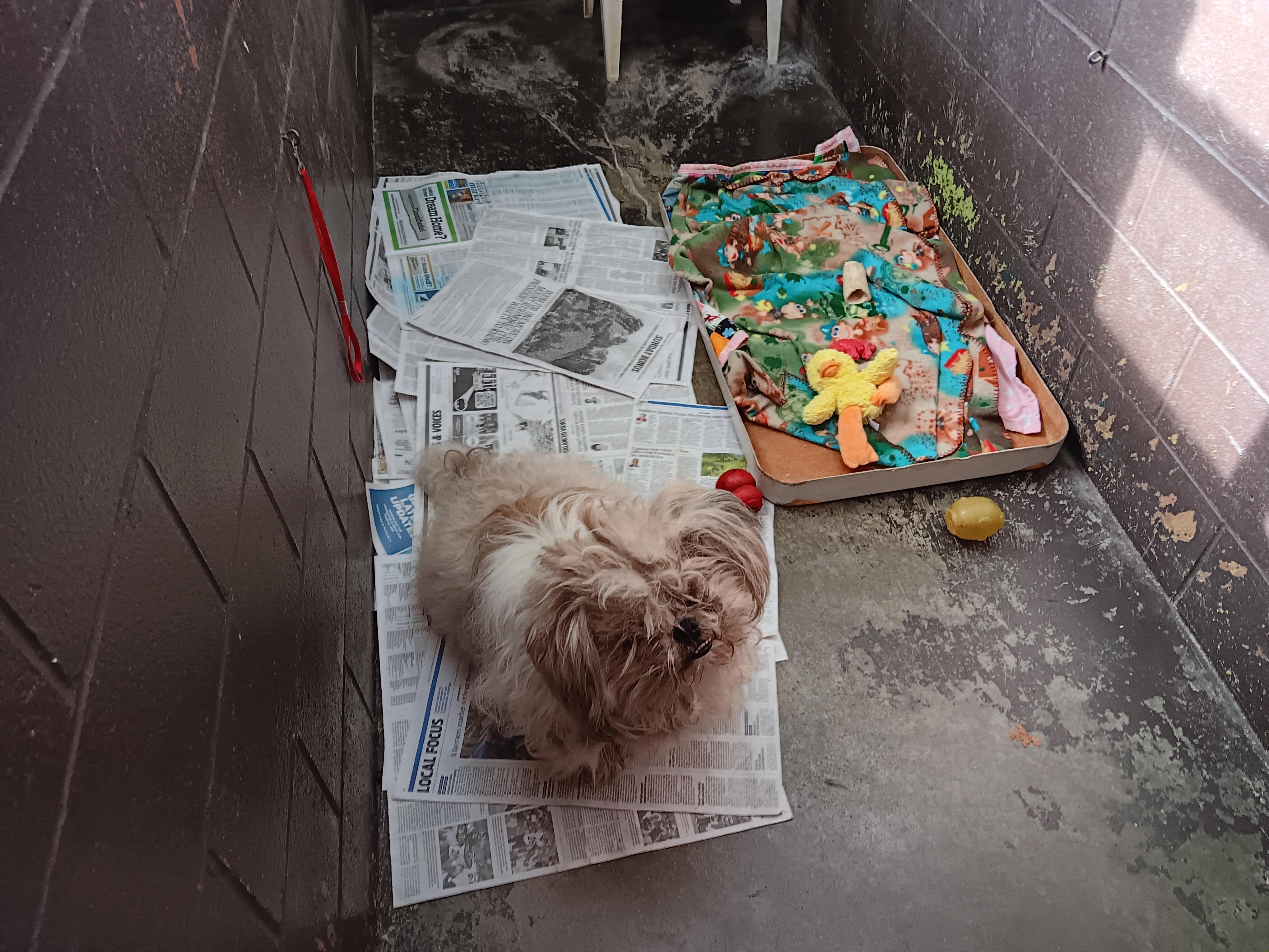 Enlarge Zeus, a Adopted Shih Tzu in Springfield, OH image 3/3