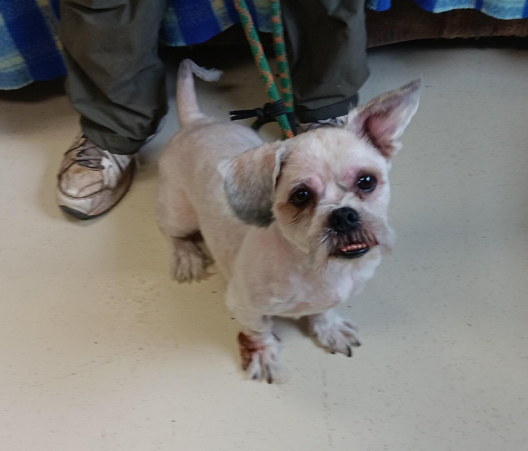 Enlarge Zeus, a Adopted Shih Tzu in Springfield, OH image 2/3