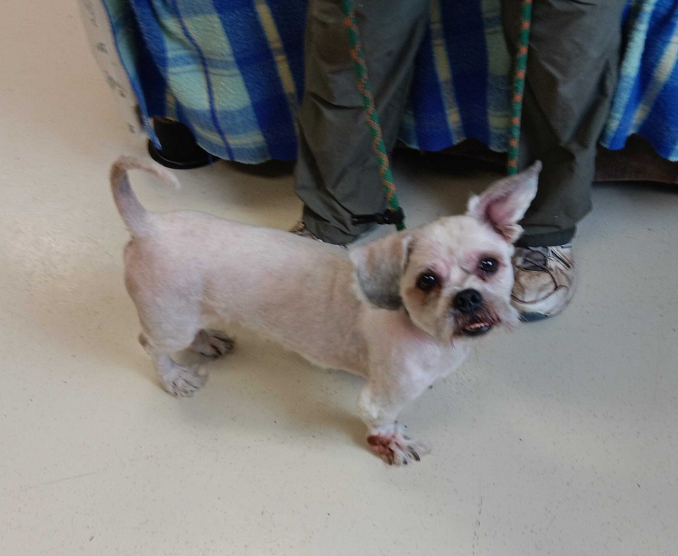 Enlarge Zeus, a Adopted Shih Tzu in Springfield, OH image 1/3