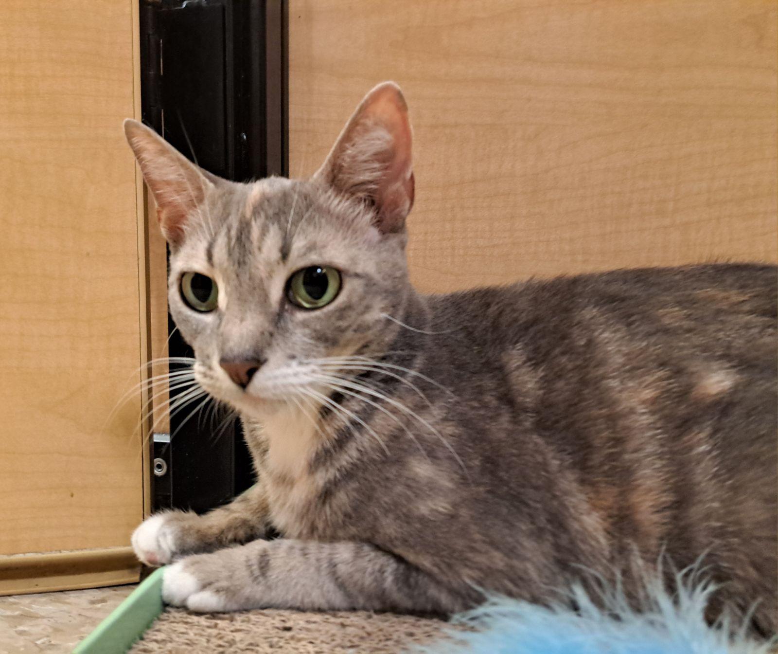 Rachel 9.9.24, Adoptable, Adult Female Domestic Short Hair.