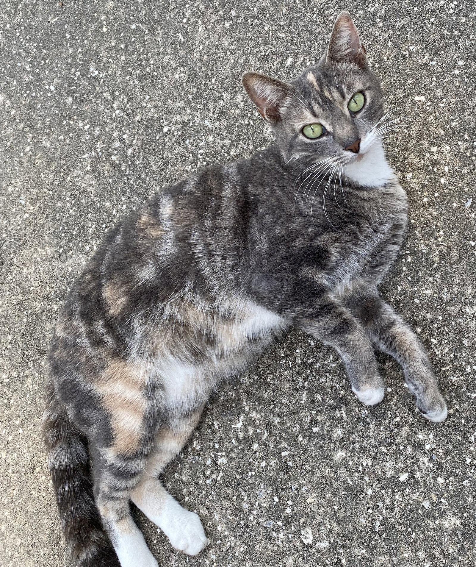 Enlarge Rachel 9.9.24, a Adoptable Domestic Short Hair in Apopka, FL image 2/3