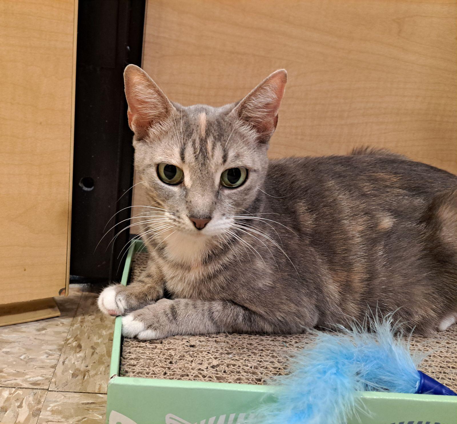 Enlarge Rachel 9.9.24, a Adoptable Domestic Short Hair in Apopka, FL image 3/3
