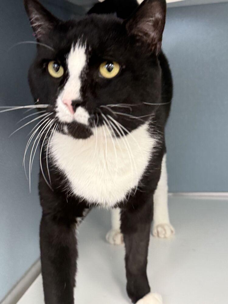 Fudge, Adoptable, Adult Male Domestic Short Hair.