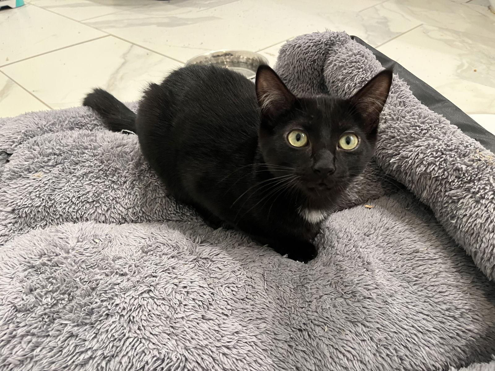 Mantis, Adopted, Young Male American Shorthair.