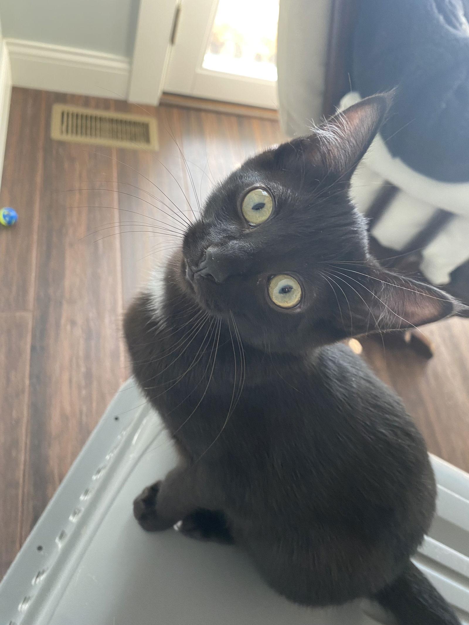 Mantis, a Adopted American Shorthair in Eureka, MO image 2/2