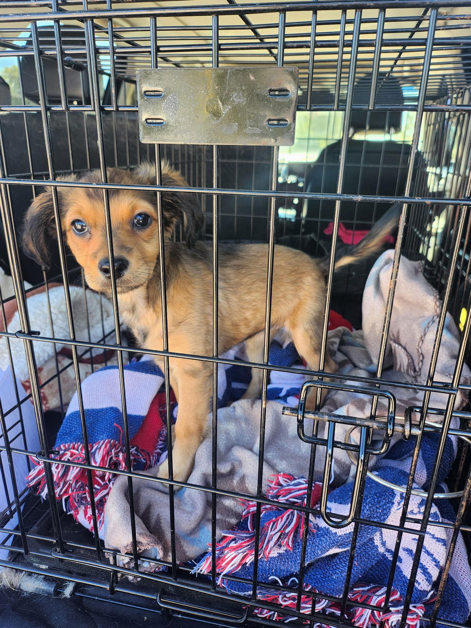 Myles Vaughn, Adoptable, Puppy Female Dachshund & Cocker Spaniel.