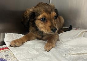 Enlarge Myles Vaughn, a Adopted mixed breed in Austin, TX image 2/2