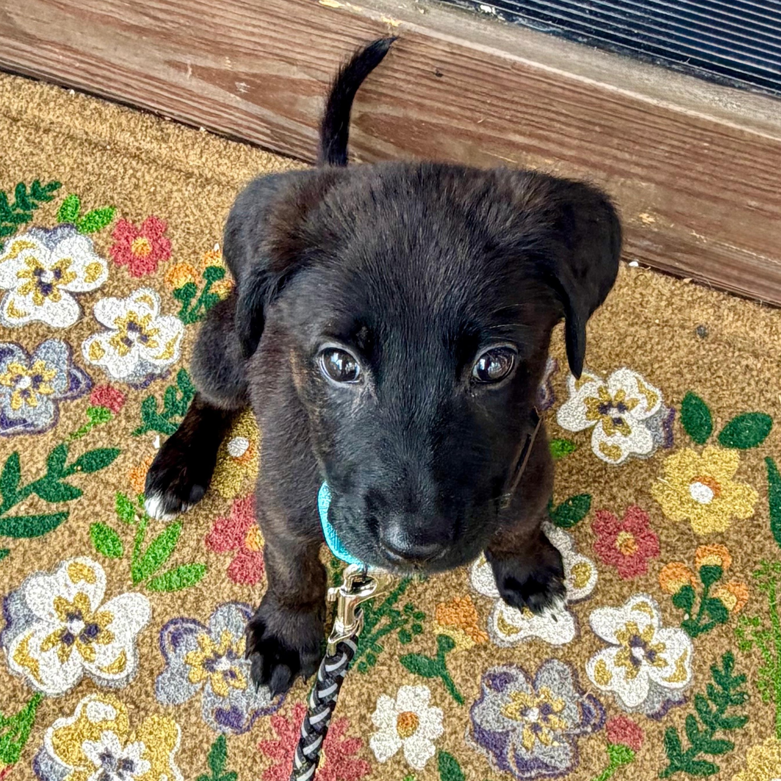 Enlarge Minkus, an adopted mixed breed in Baldwin, MD image 4/6