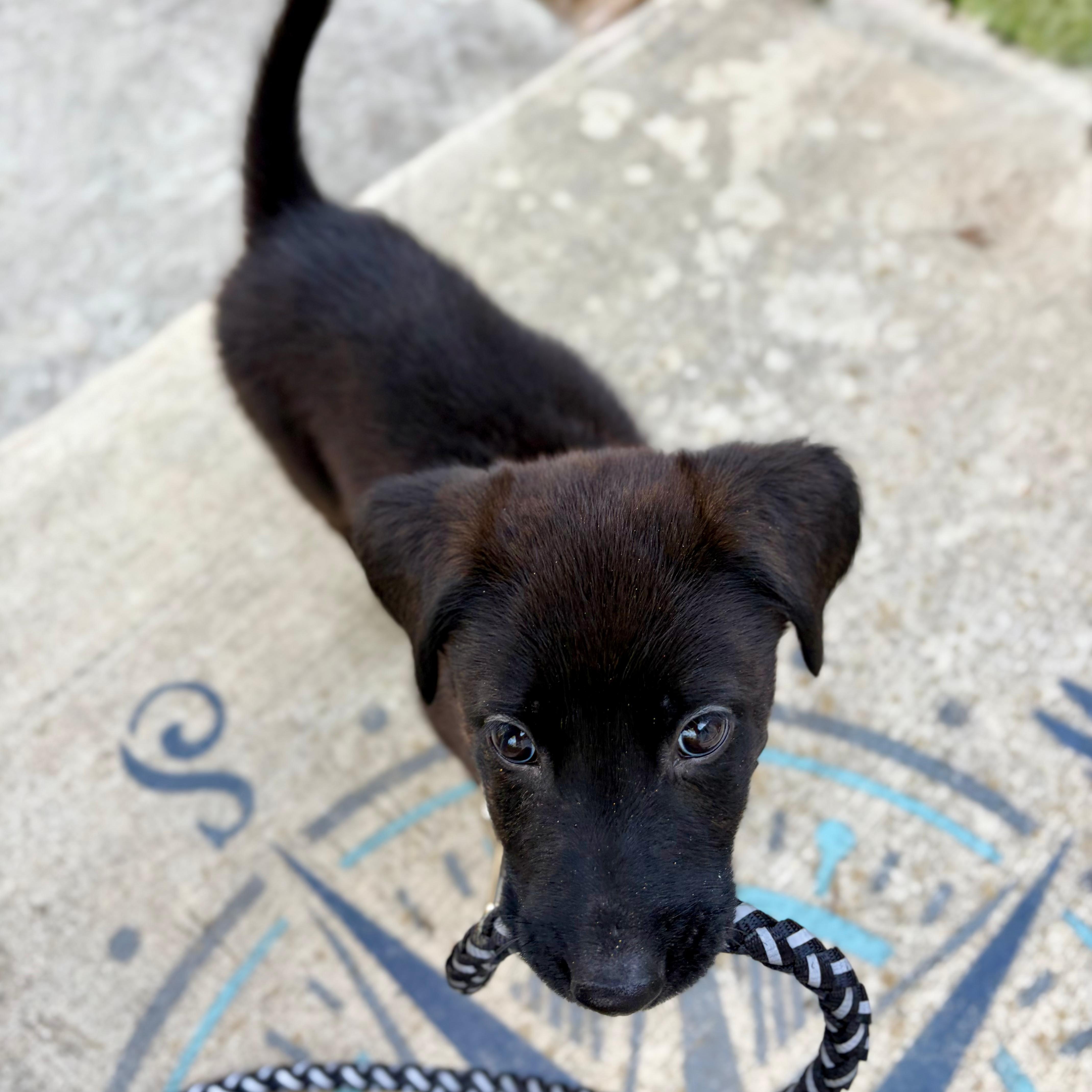 Enlarge Minkus, an adopted mixed breed in Baldwin, MD image 2/6