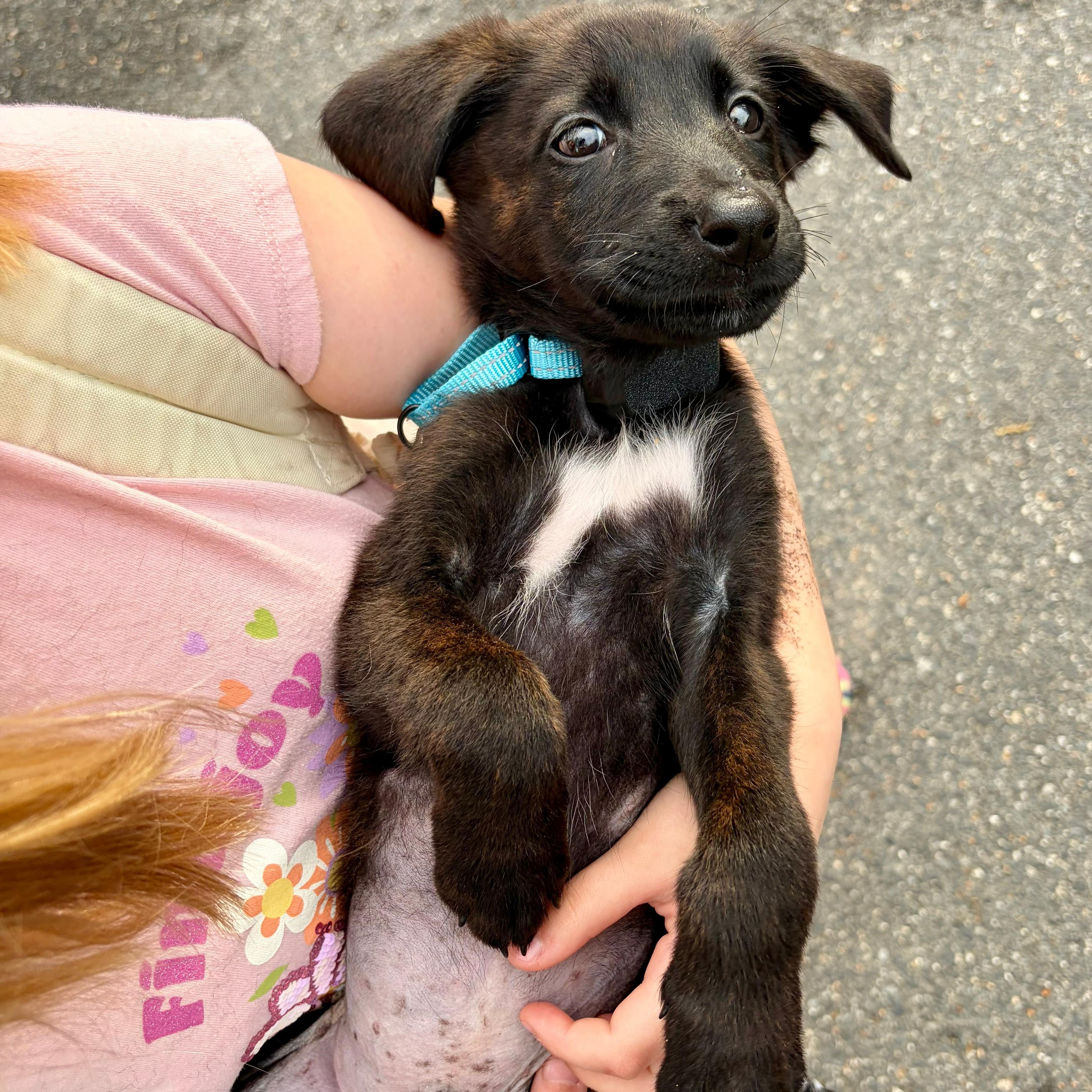 Enlarge Minkus, an adopted mixed breed in Baldwin, MD image 6/6