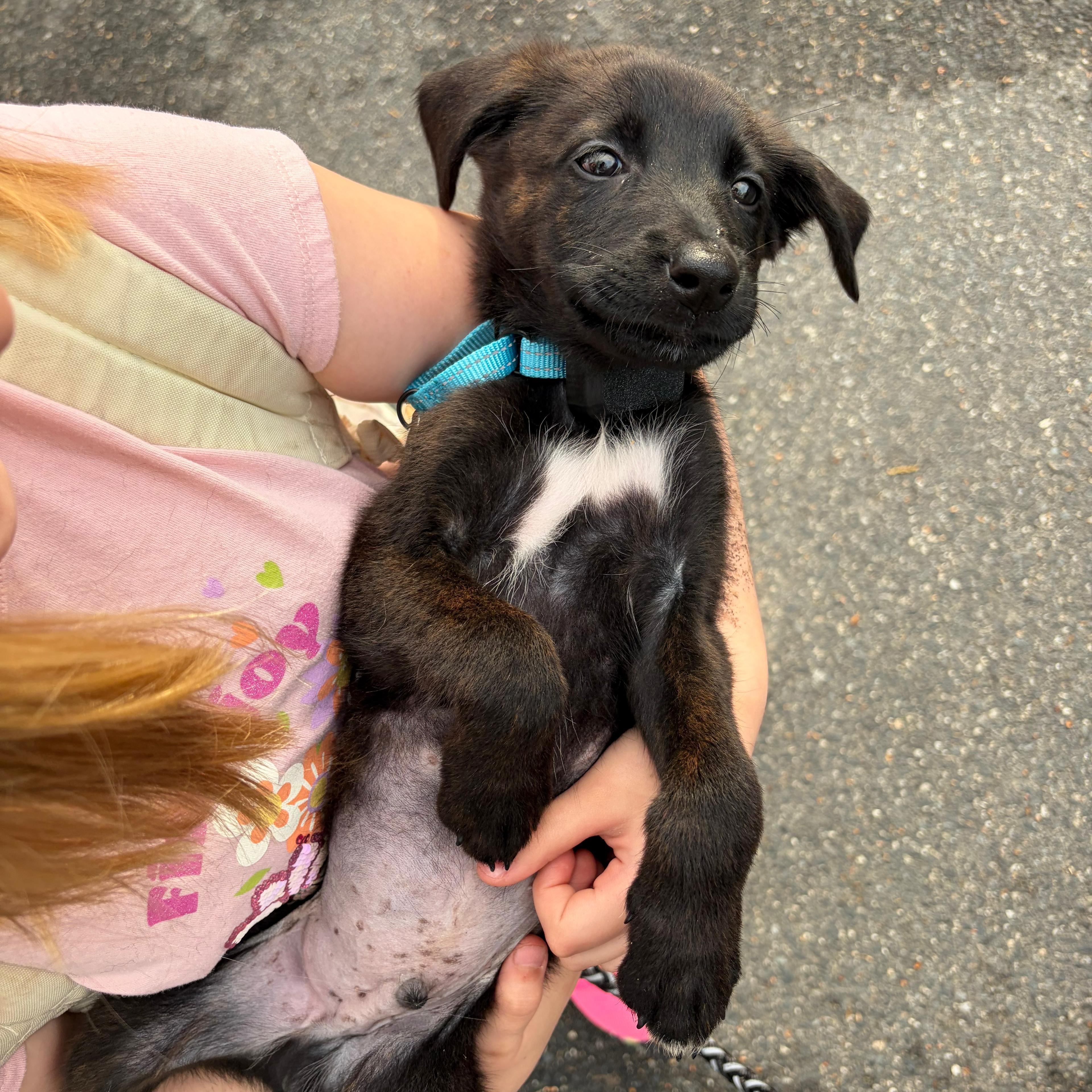 Enlarge Minkus, an adopted mixed breed in Baldwin, MD image 5/6
