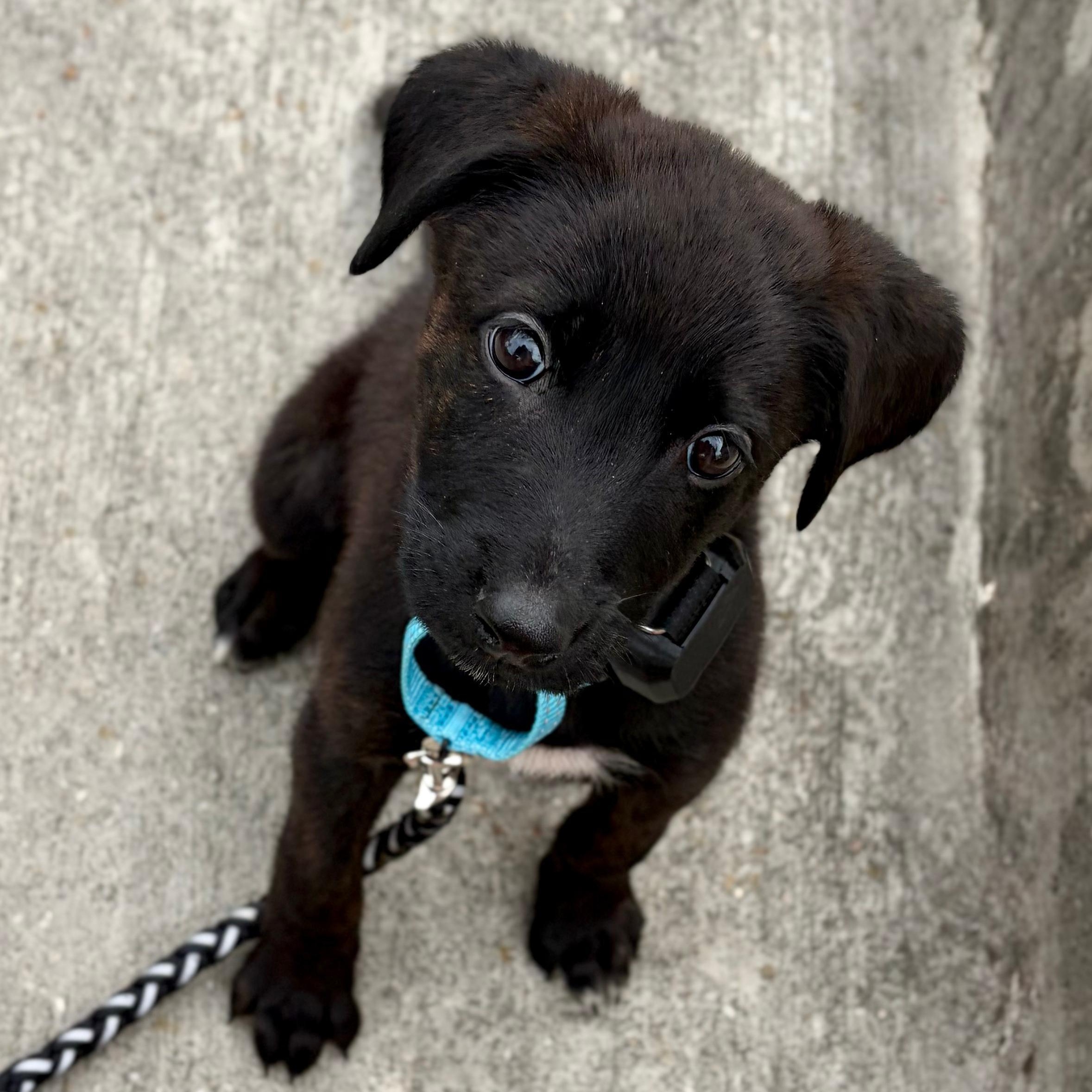 Enlarge Minkus, an adopted mixed breed in Baldwin, MD image 3/6