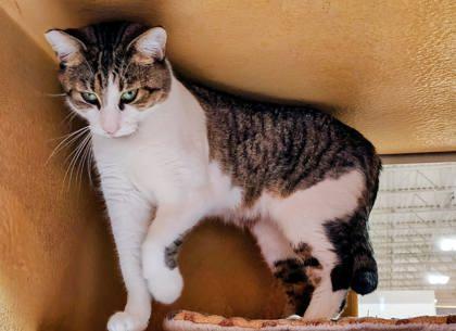 Enlarge Camden, a Adoptable mixed breed in San Diego, CA image 1/2