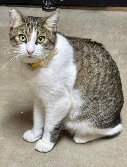 Enlarge Camden, a Adoptable mixed breed in San Diego, CA image 2/2