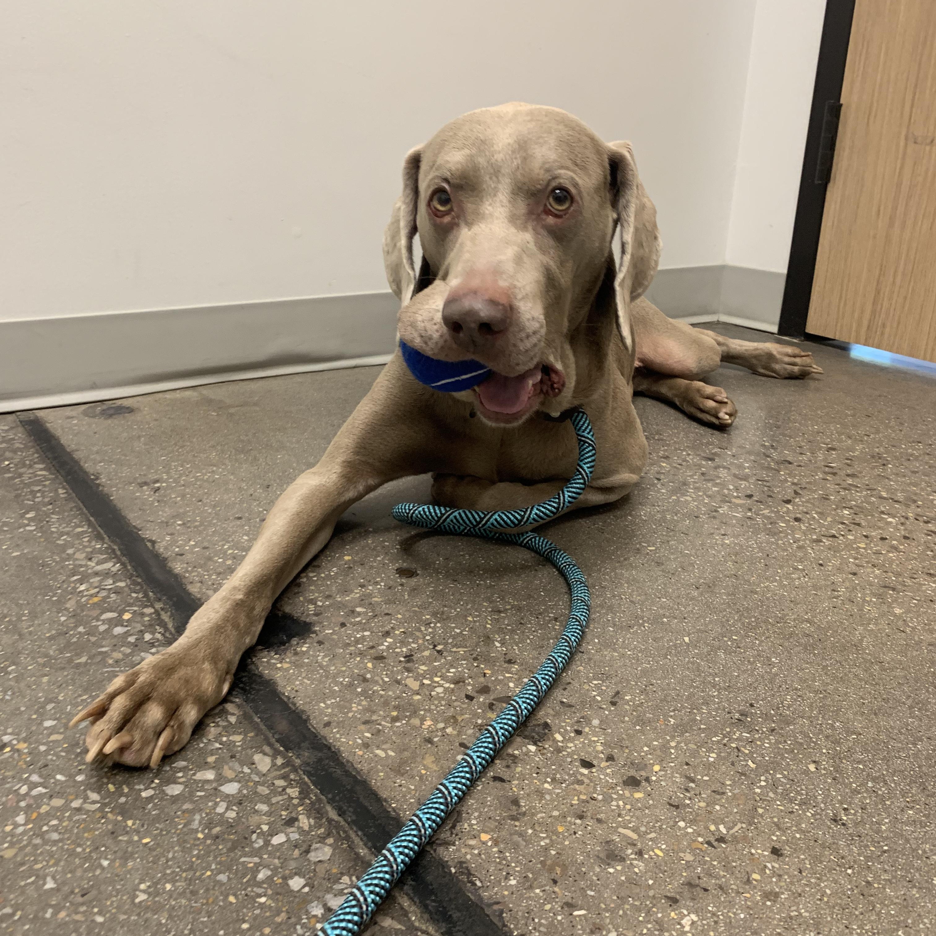 Enlarge Chance, a ADOPTABLE Weimaraner in Birmingham, AL image 3/3
