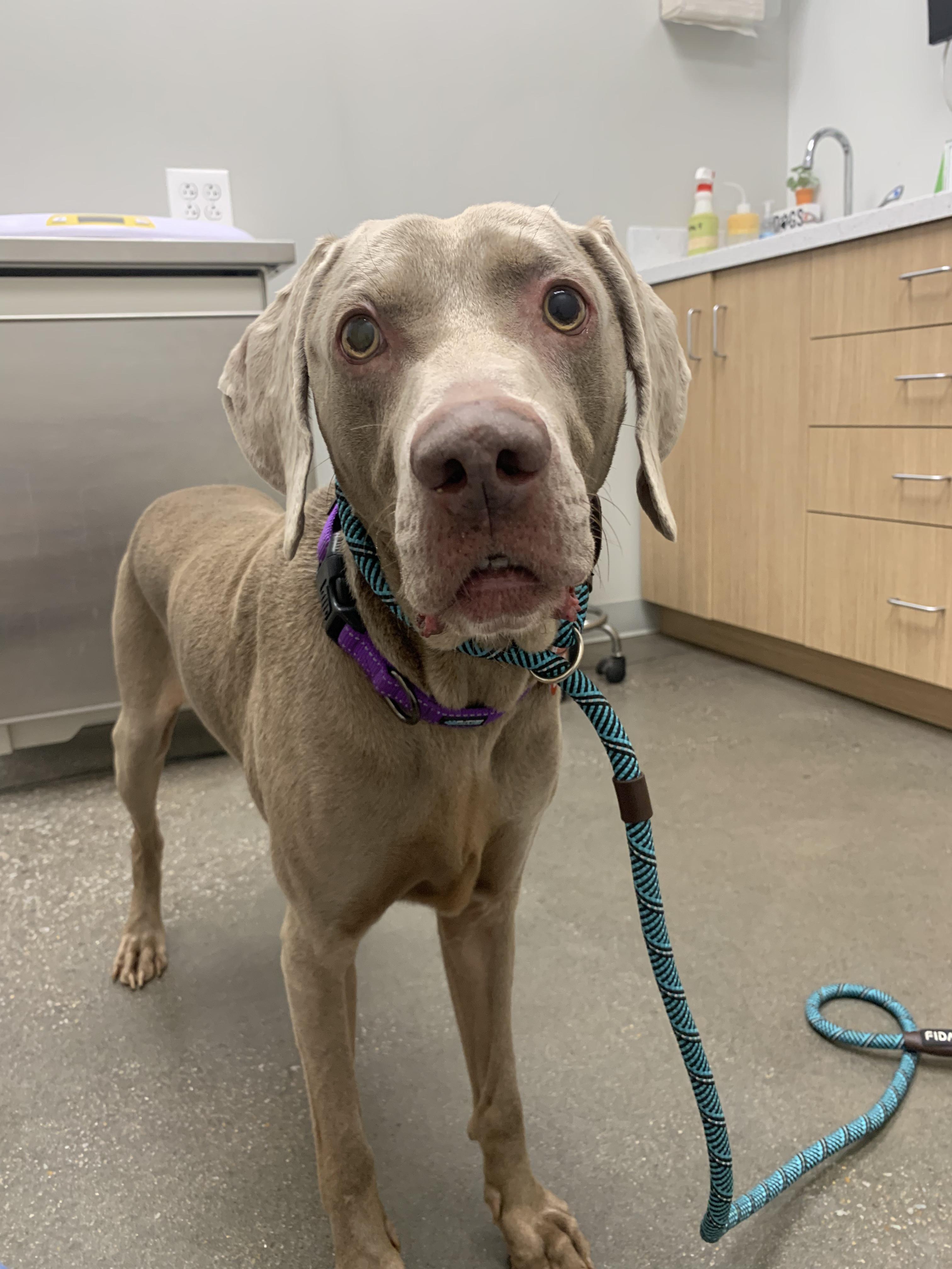Chance, ADOPTABLE, Adult Male Weimaraner.