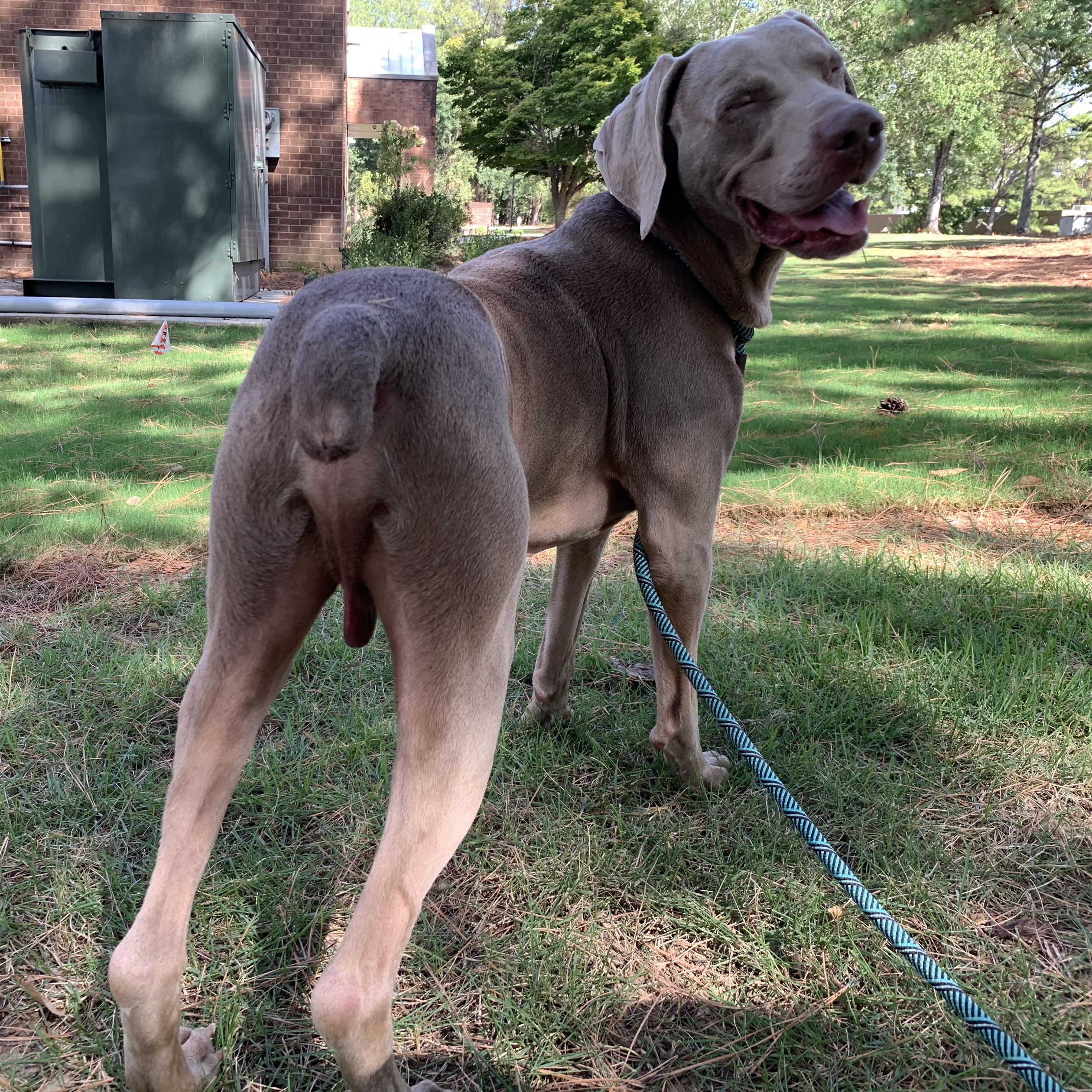 Enlarge Chance, a Adopted Weimaraner in Birmingham, AL image 1/4