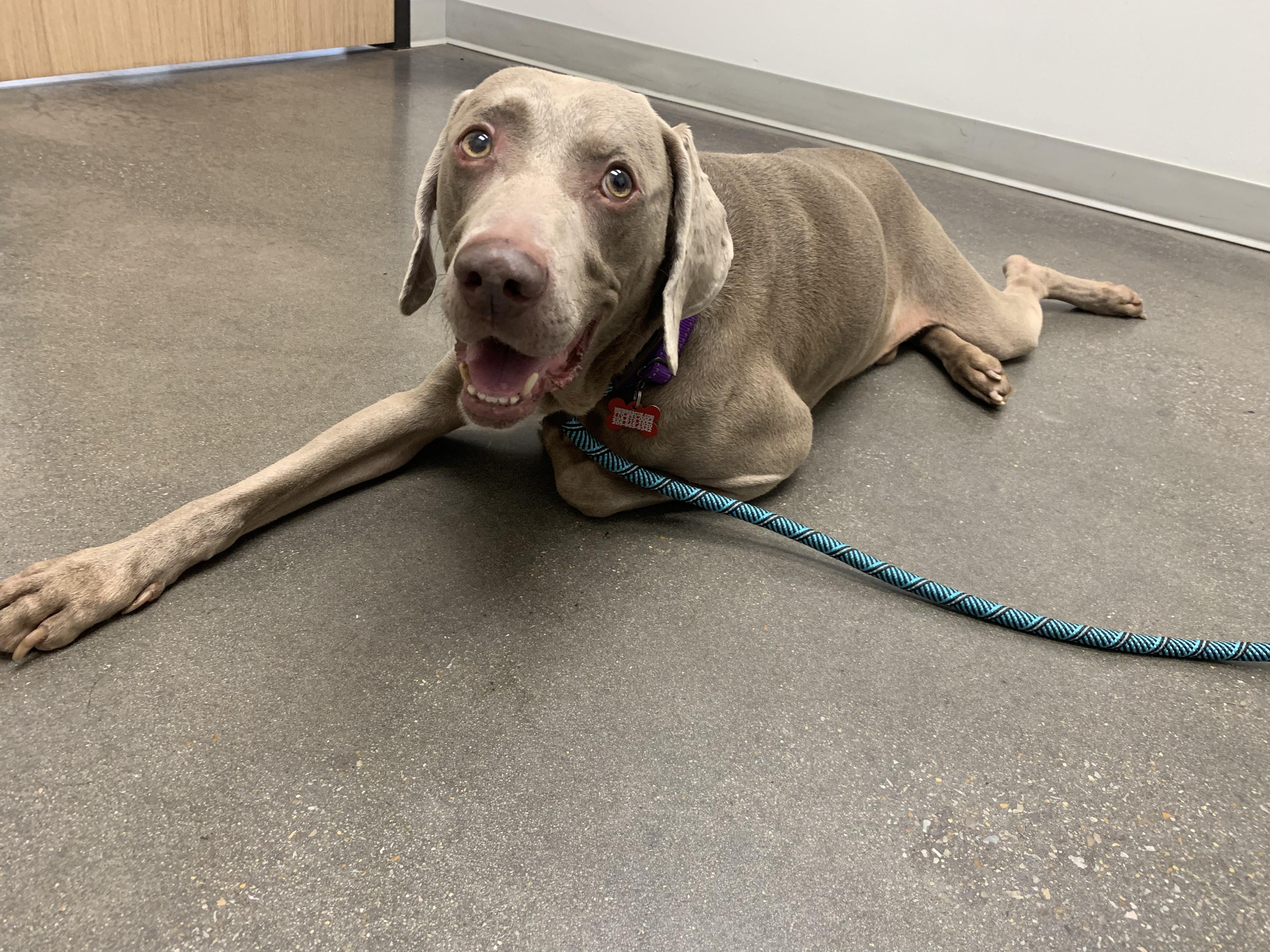 Enlarge Chance, a ADOPTABLE Weimaraner in Birmingham, AL image 2/3