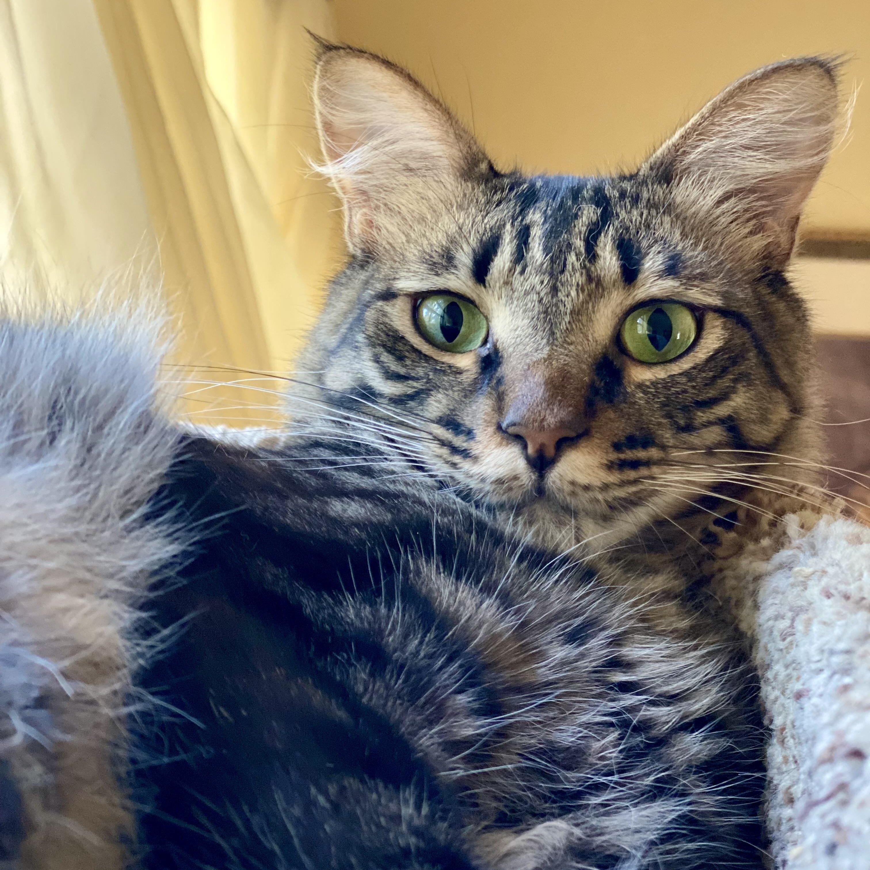 Jack, a Adoptable Domestic Medium Hair in Sacramento, CA image 4/5