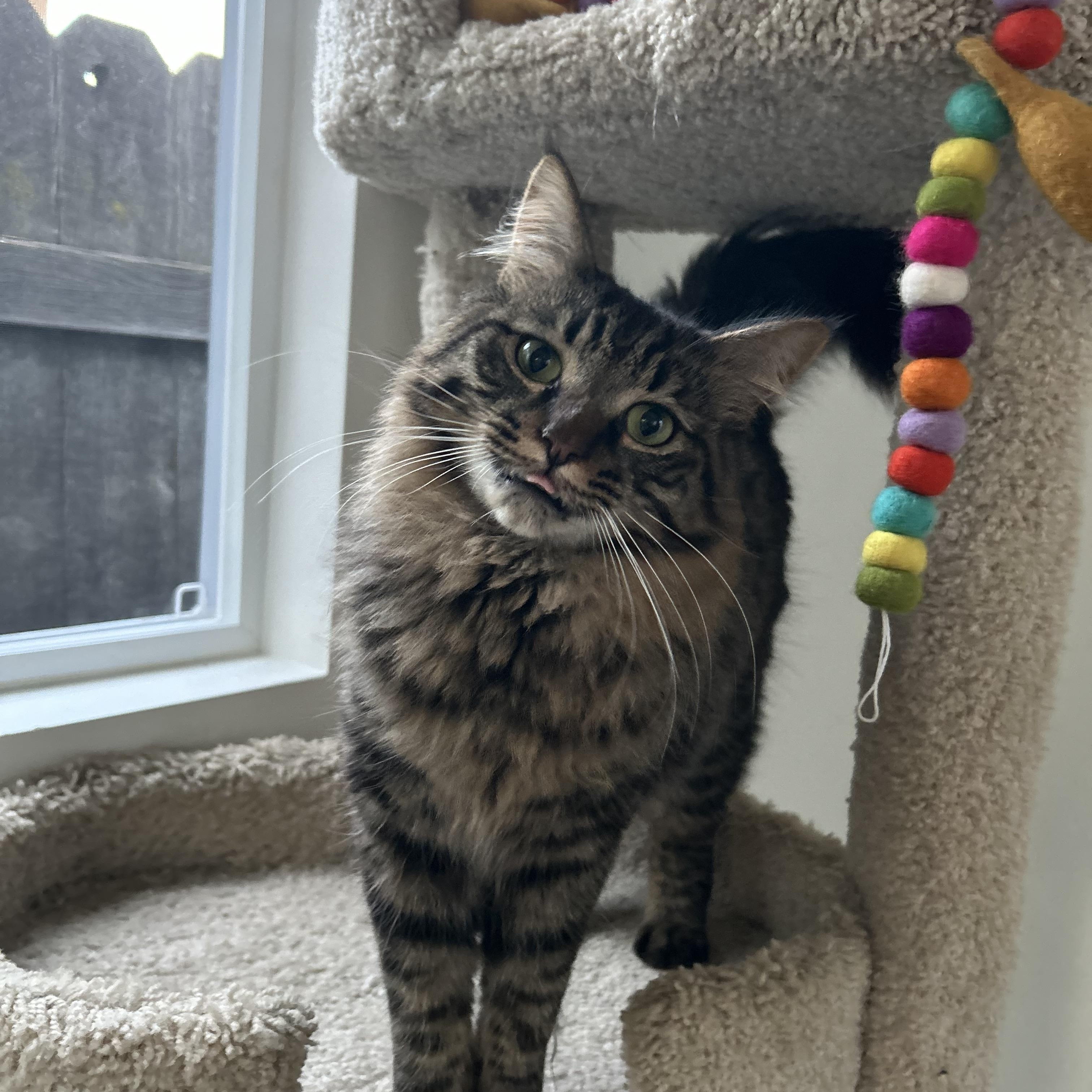 Jack, a Adoptable Domestic Medium Hair in Sacramento, CA image 2/5