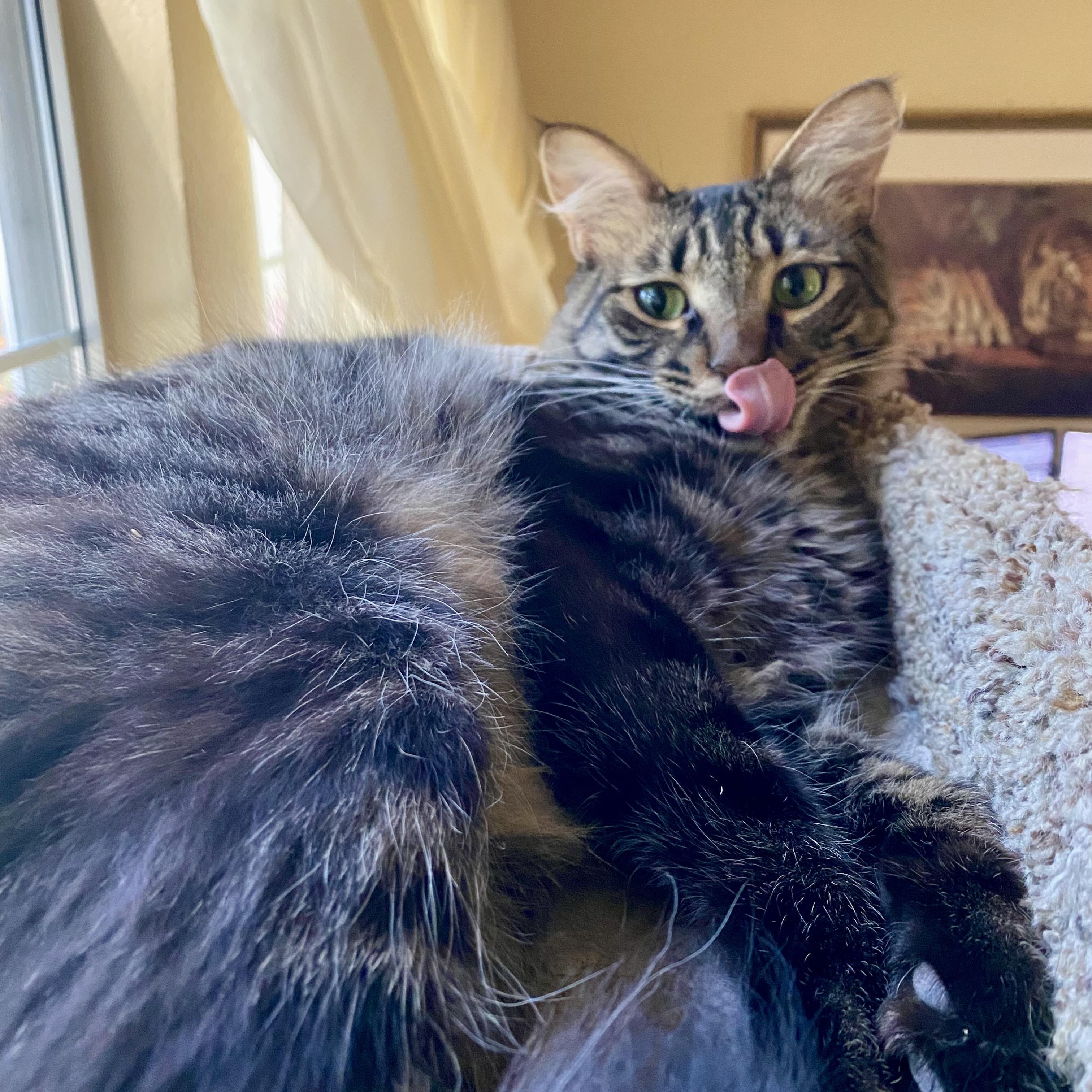 Jack, a Adoptable Domestic Medium Hair in Sacramento, CA image 5/5