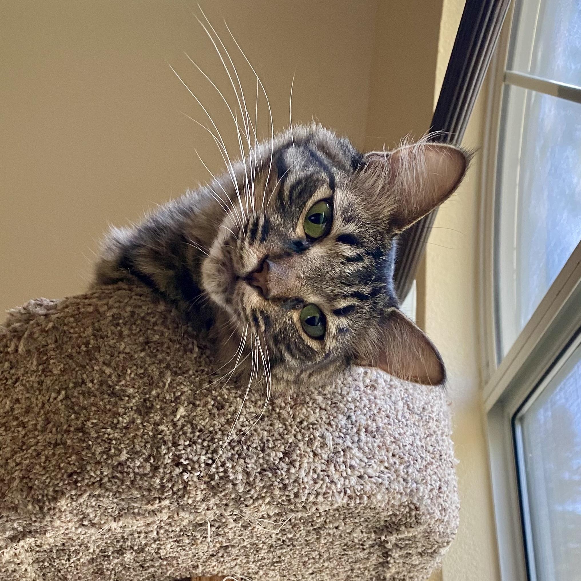 Jack, Adoptable, Adult Male Domestic Medium Hair.