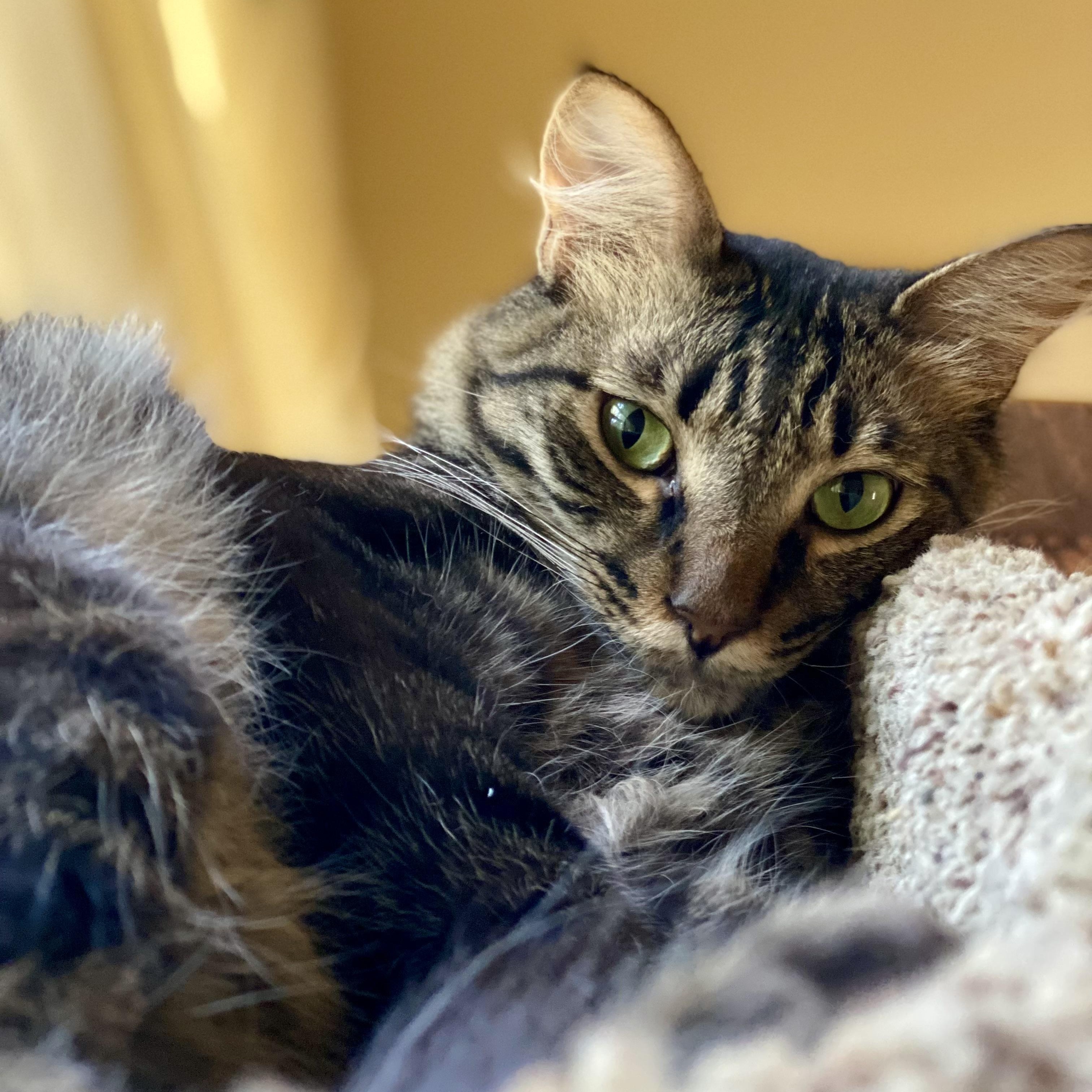 Jack, a Adoptable Domestic Medium Hair in Sacramento, CA image 3/5