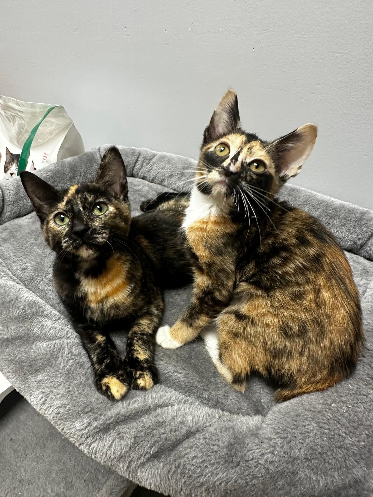 Enlarge Anabeth & Percy , an adopted Domestic Short Hair in miami, FL image 5/5