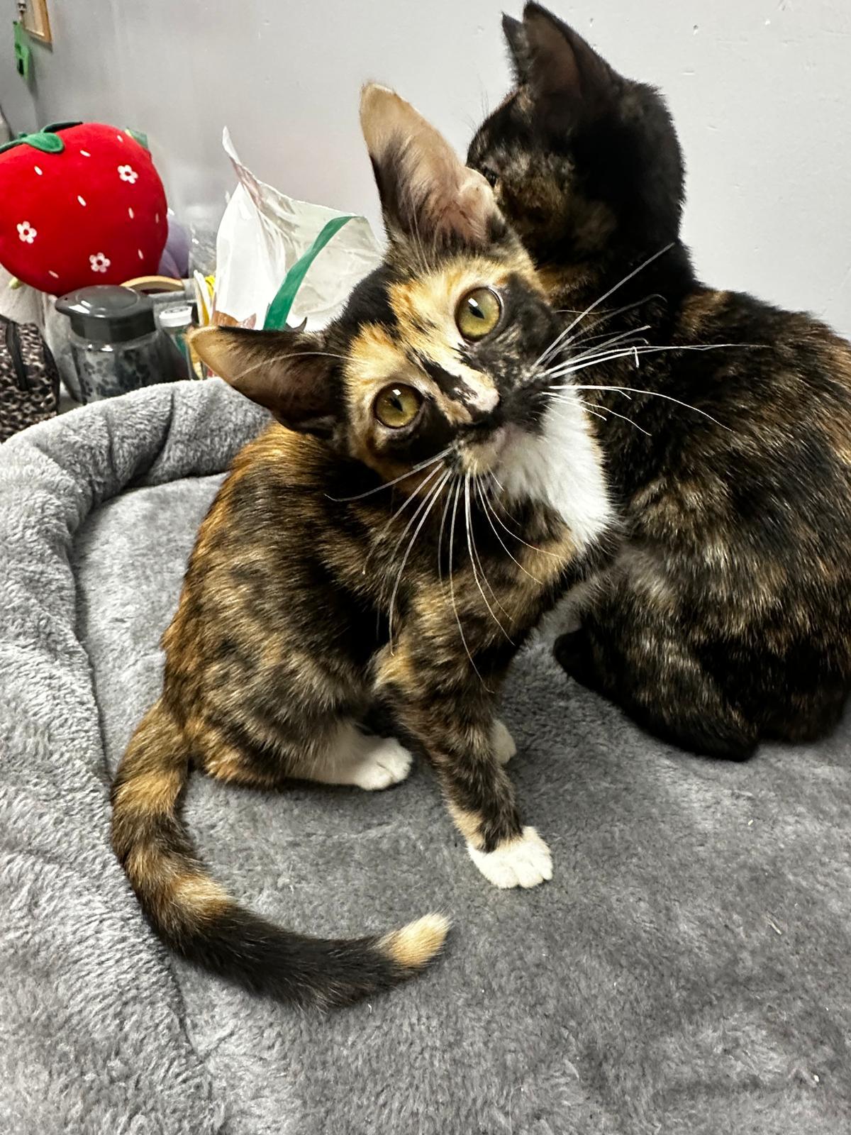 Enlarge Anabeth & Percy , an adopted Domestic Short Hair in miami, FL image 2/5