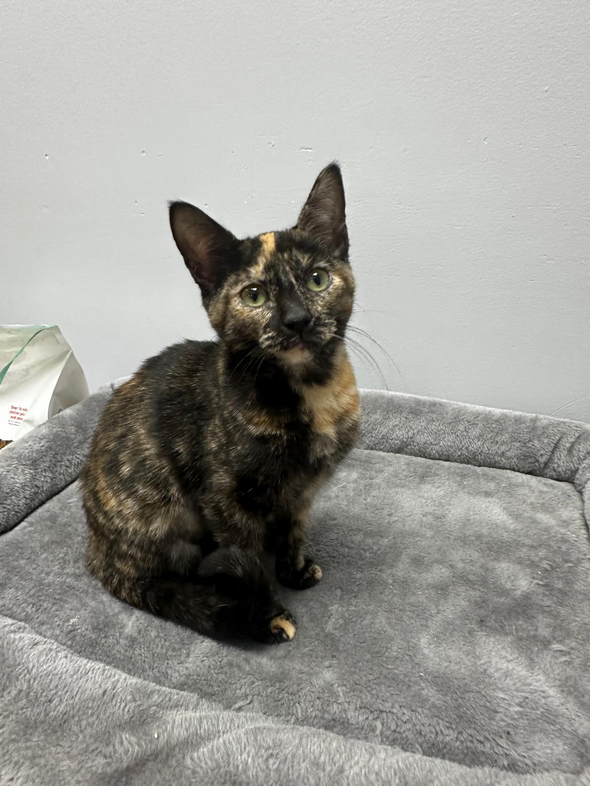 Enlarge Anabeth & Percy , an adopted Domestic Short Hair in miami, FL image 4/5