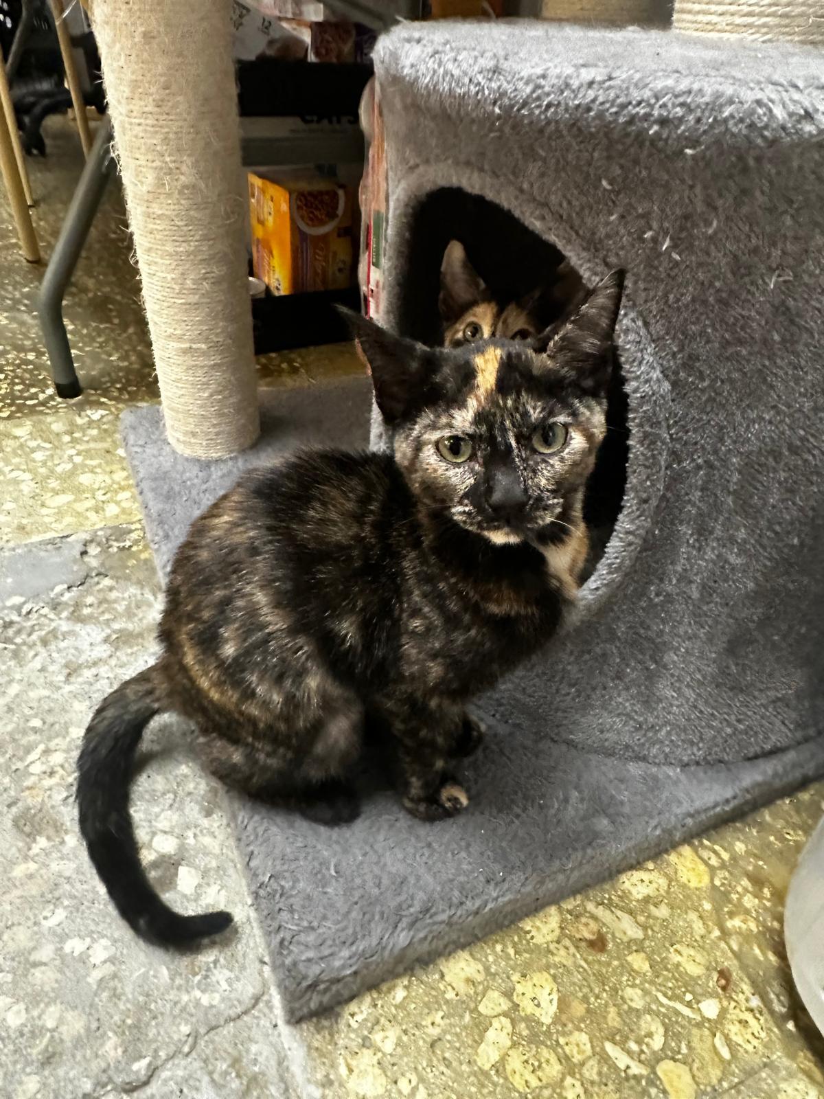 Enlarge Anabeth & Percy , an adopted Domestic Short Hair in miami, FL image 3/5