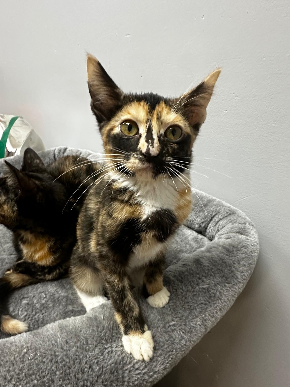 Anabeth & Percy , adopted, Young Female Domestic Short Hair.