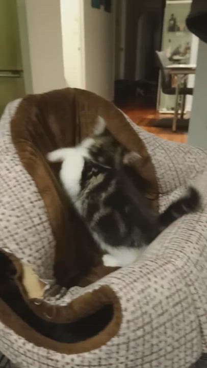 Enlarge Pho, a Adopted Domestic Short Hair in Montreal, QC video 5/8