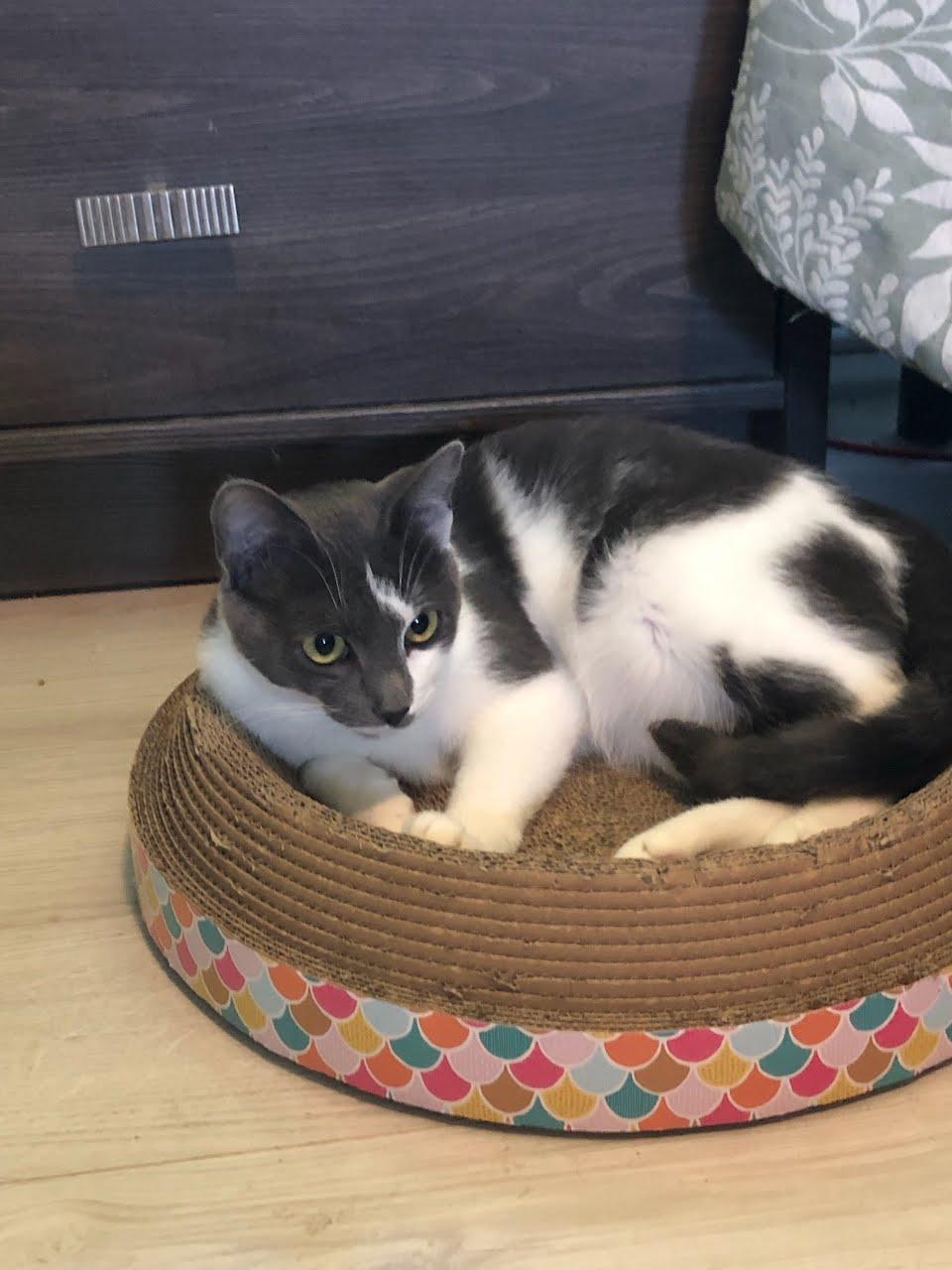 Shyla, a Adopted Domestic Short Hair in Mechanicsville, MD image 1/2