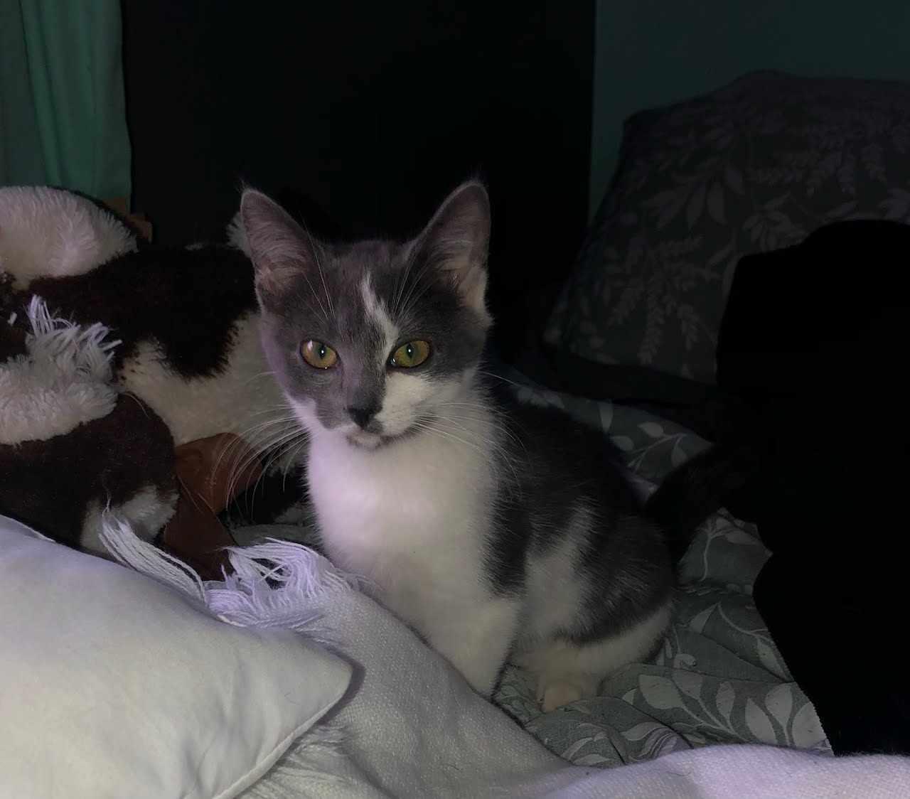 Shyla, a Adopted Domestic Short Hair in Mechanicsville, MD image 2/2