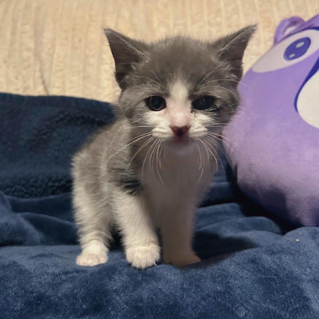 Enlarge Morel, a Adoptable Domestic Short Hair in Chapel Hill, NC image 1/2