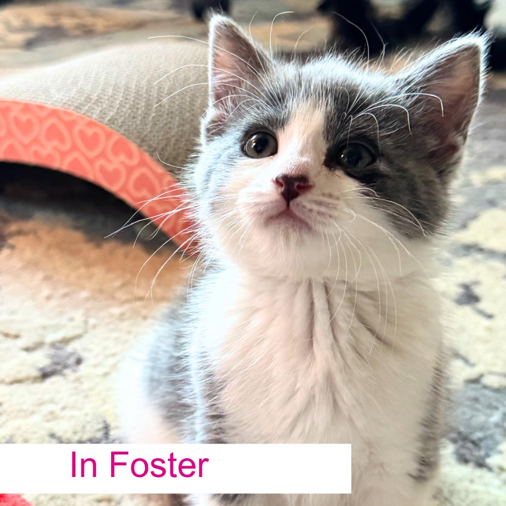 Enlarge Morel, a Adoptable Domestic Short Hair in Chapel Hill, NC image 2/2