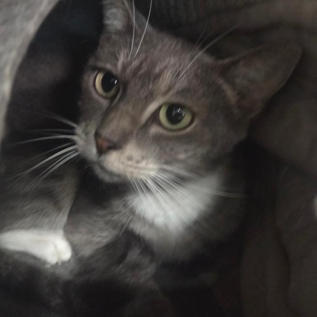 Ava, Adoptable, Adult Female American Shorthair.