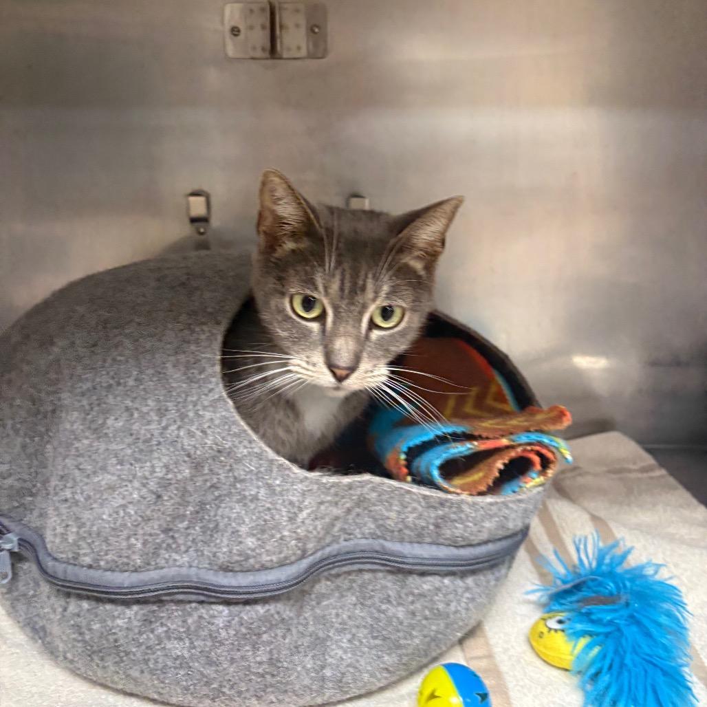 Enlarge Ava, a Adoptable American Shorthair in San Jacinto, CA image 2/5