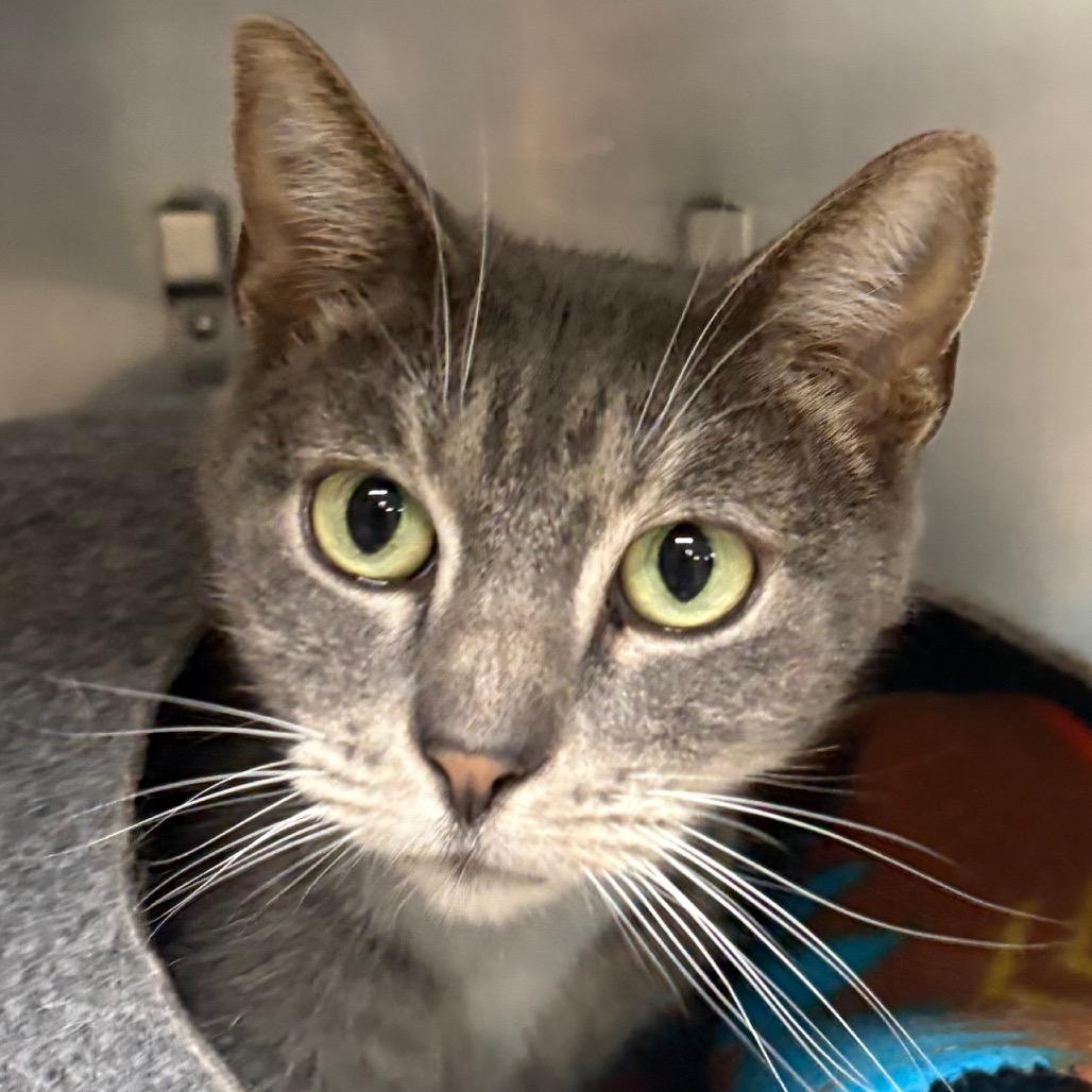 Enlarge Ava, a Adoptable American Shorthair in San Jacinto, CA image 3/5