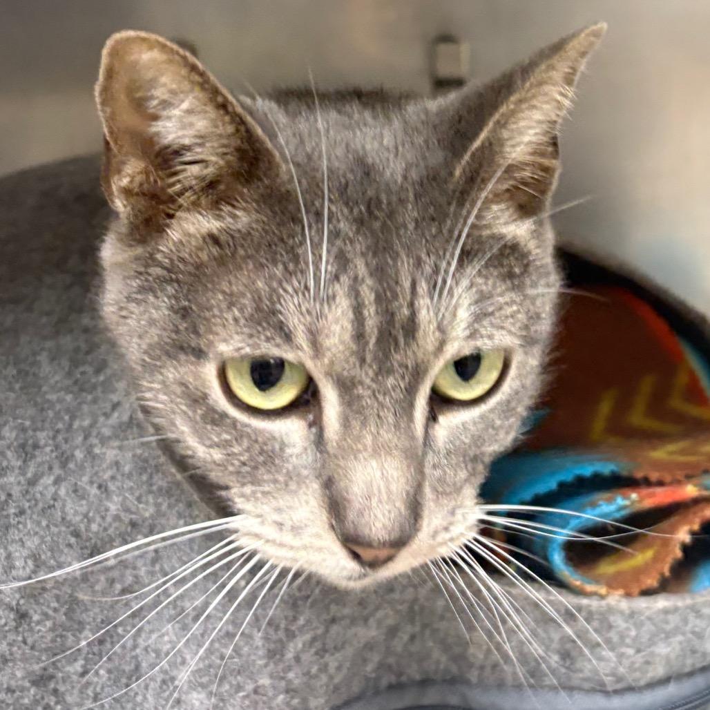 Enlarge Ava, a Adoptable American Shorthair in San Jacinto, CA image 4/5