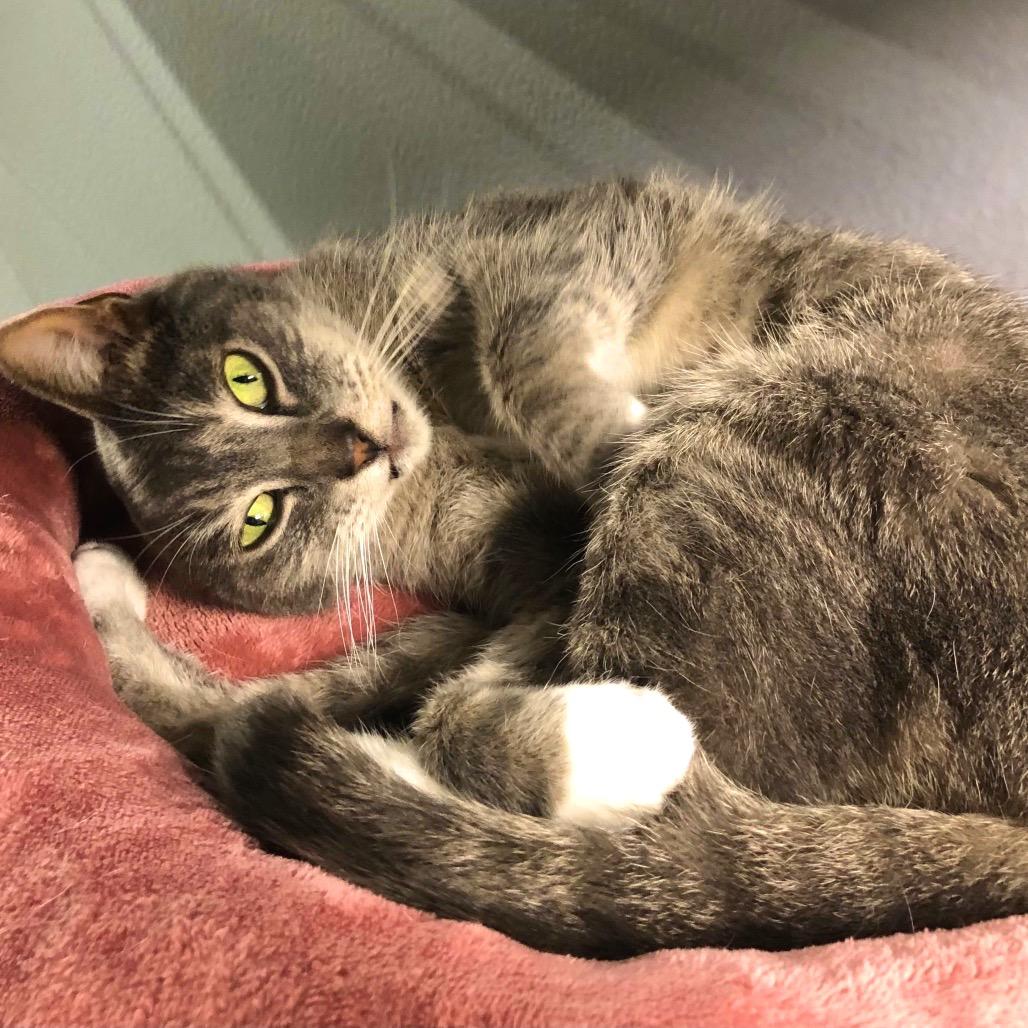 Enlarge Ava, a Adoptable American Shorthair in San Jacinto, CA image 5/5