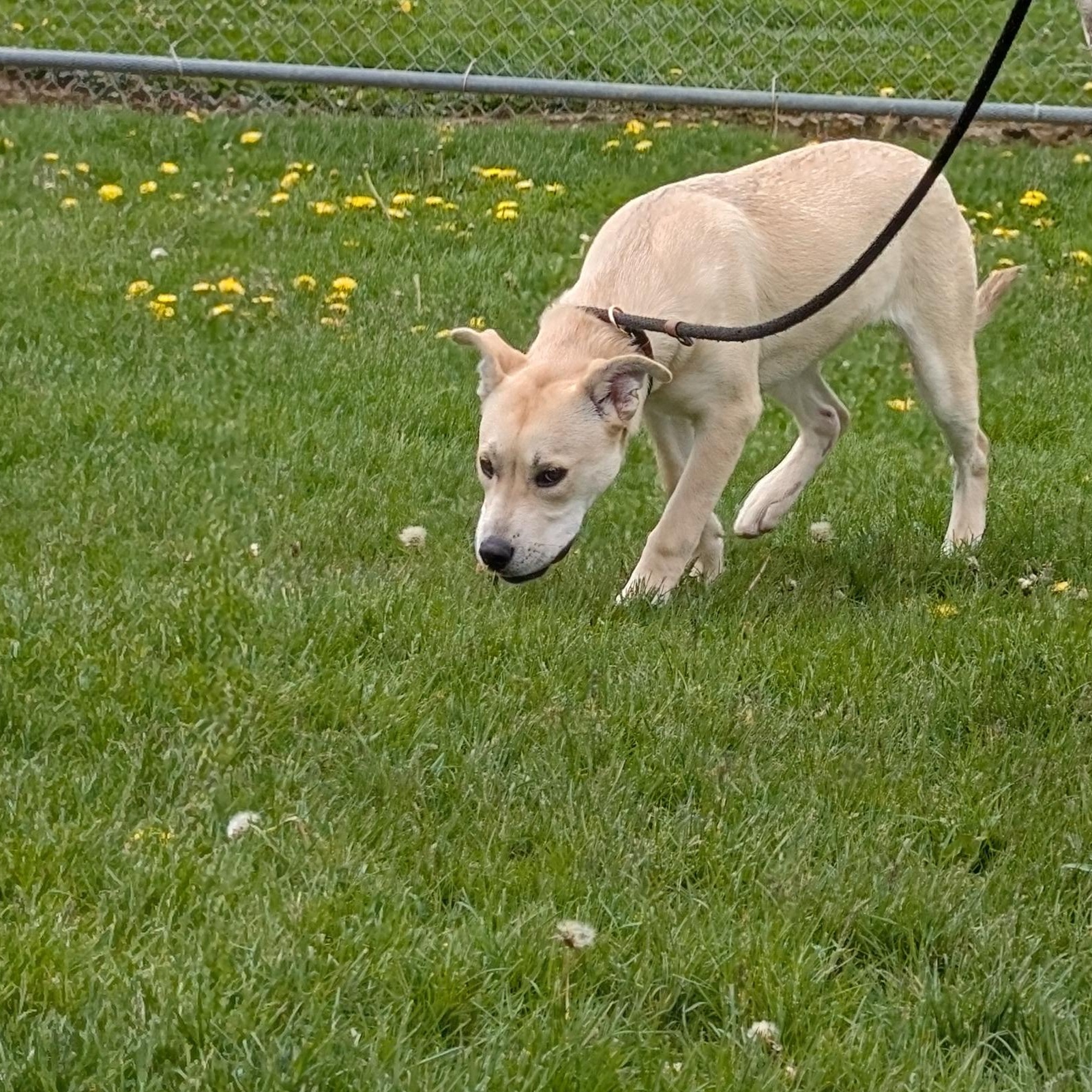 Enlarge 190277 Lucy, a ADOPTABLE mixed breed in Ravenna, OH image 6/6