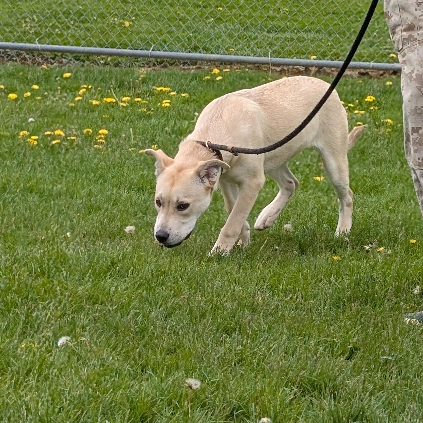 Enlarge 190277 Lucy LOOKING FOR OWNER, a ADOPTABLE mixed breed in Ravenna, OH image 5/5