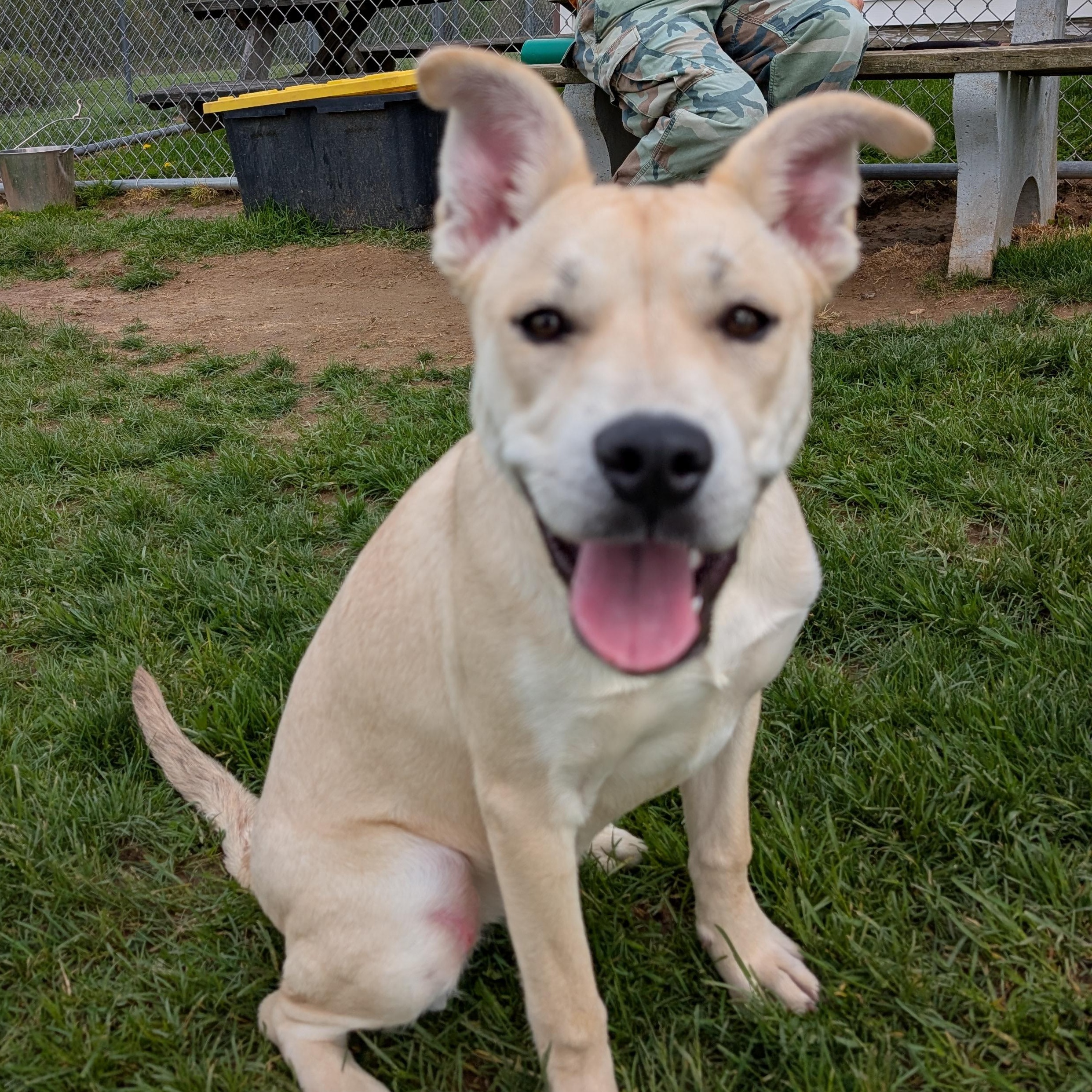 Enlarge 190277 Lucy LOOKING FOR OWNER, a ADOPTABLE mixed breed in Ravenna, OH image 2/5