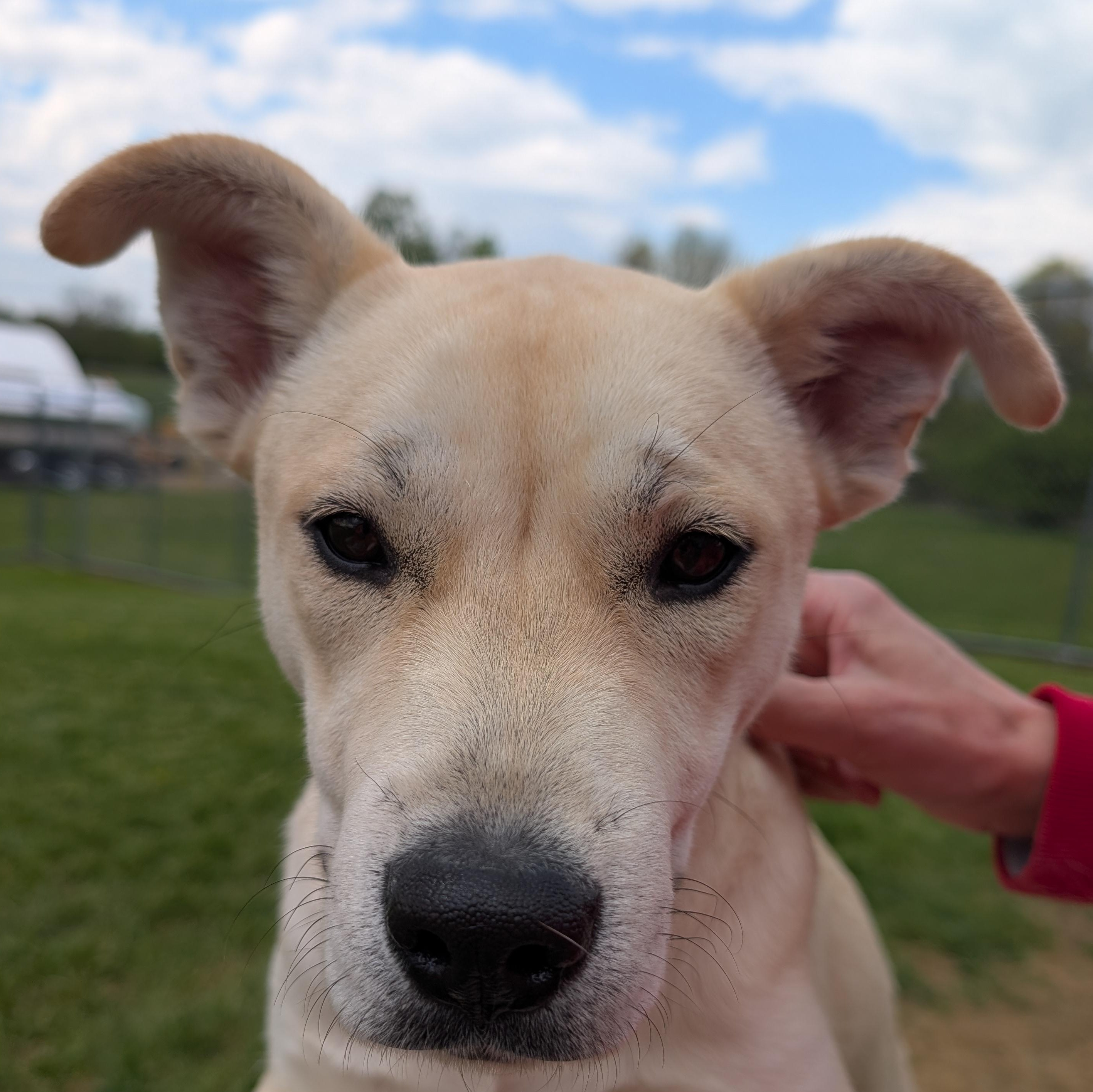 Enlarge 190277 Lucy LOOKING FOR OWNER, a ADOPTABLE mixed breed in Ravenna, OH image 1/5